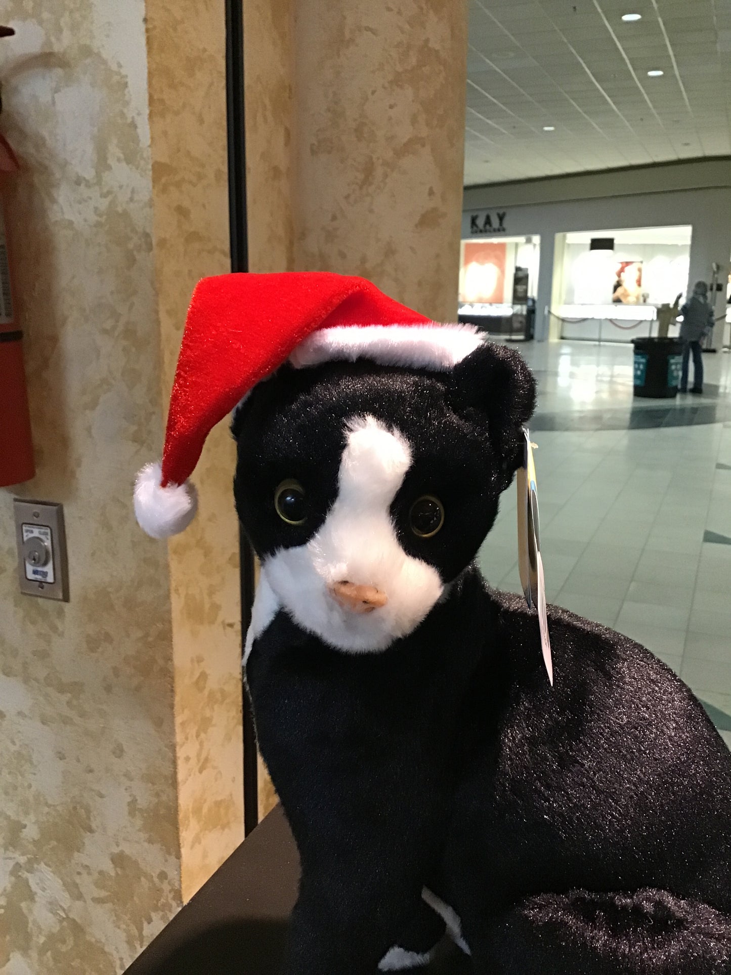 Cat Santa Hat
